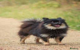 Pomeranian dogs for sale: Black and Tan Male Pomeranian  - Image 2