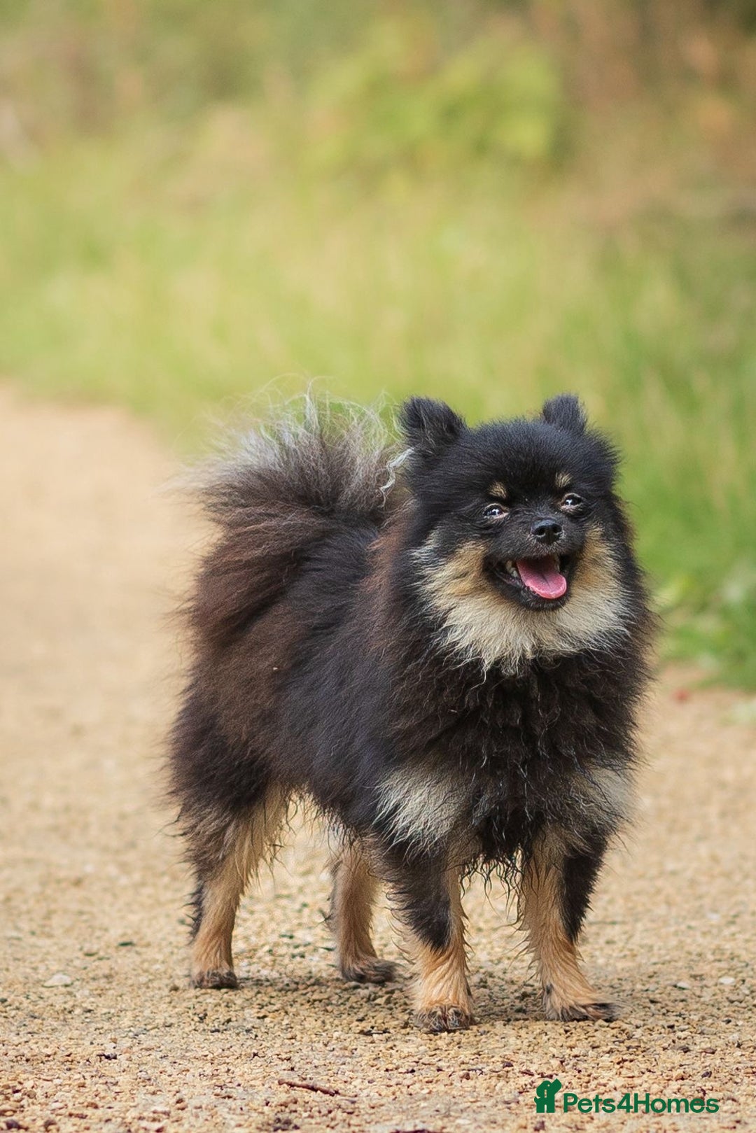 Pomeranian dogs for sale: Black and Tan Male Pomeranian  - Image 2