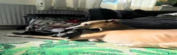 Mixed Breed dogs for sale: 🐾 Labrador × Whippet Puppies! 🐾 - Advert 4