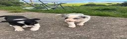 Border Collie dogs for sale: Beautiful pups for sale  - Advert 3