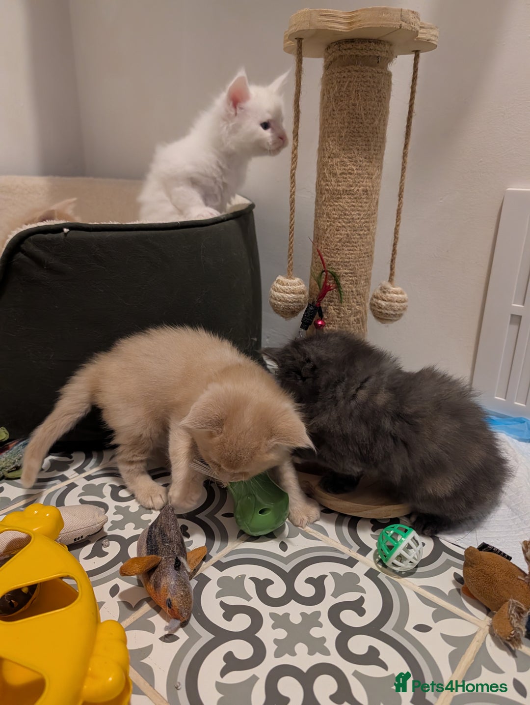 Maine Coon cats for sale: Beautiful Tica Registered Maine Coon Kittens  - Advert 2