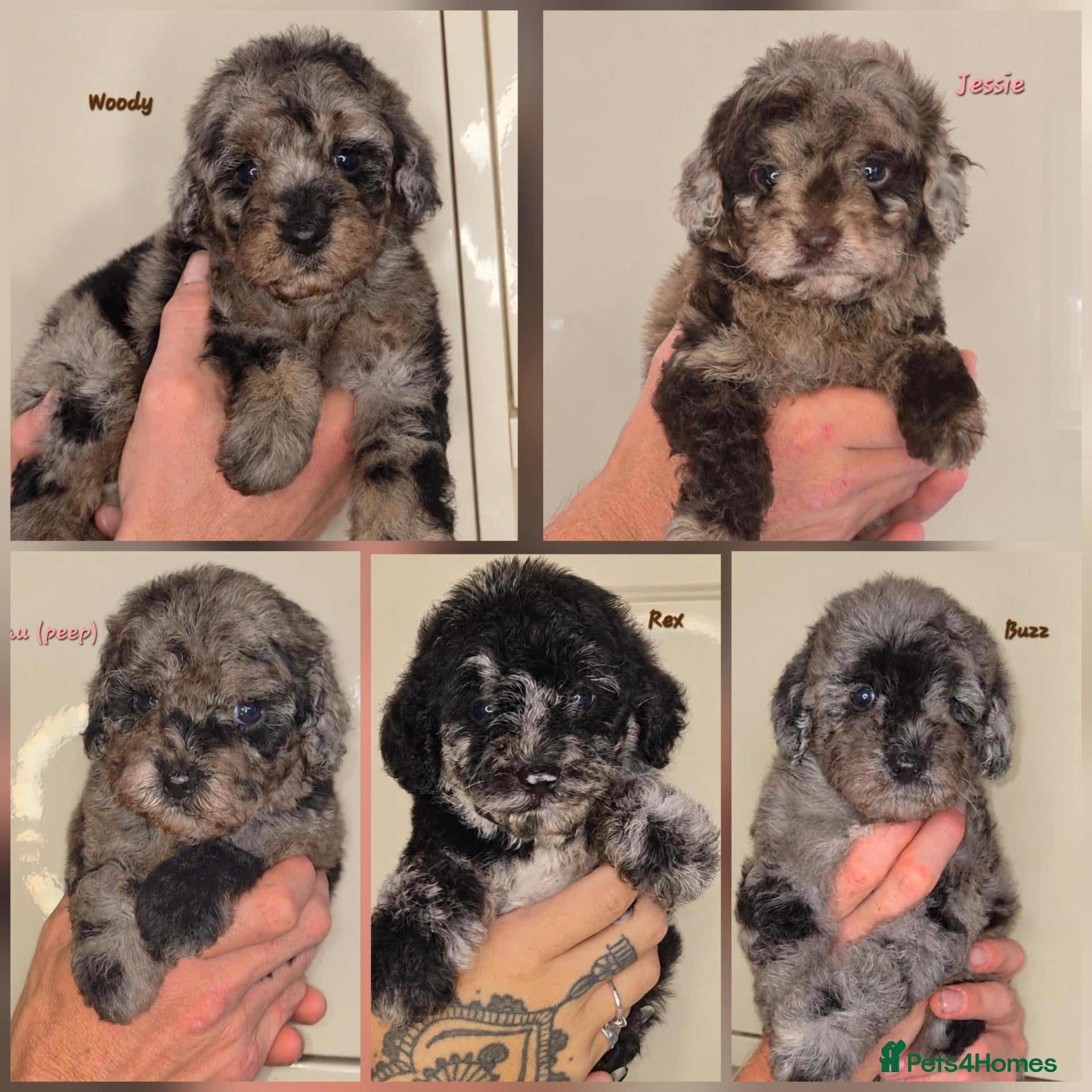 Labradoodle dogs Unique Multigen🧸 Merle&Tan Teddybear Labradoodles - Advert 1
