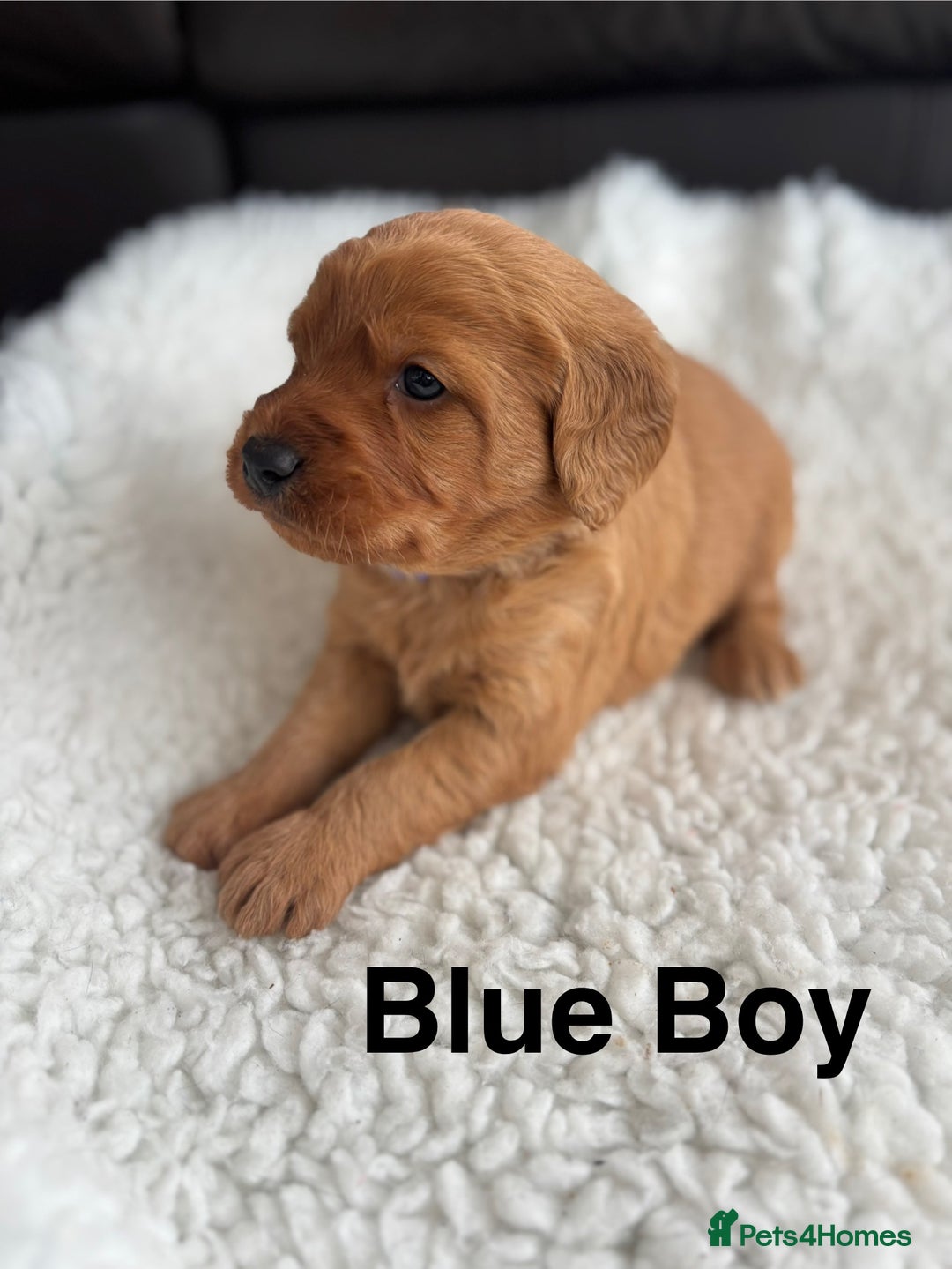 Labradoodle dogs for sale: F1 Labradoodle Puppies - Advert 15