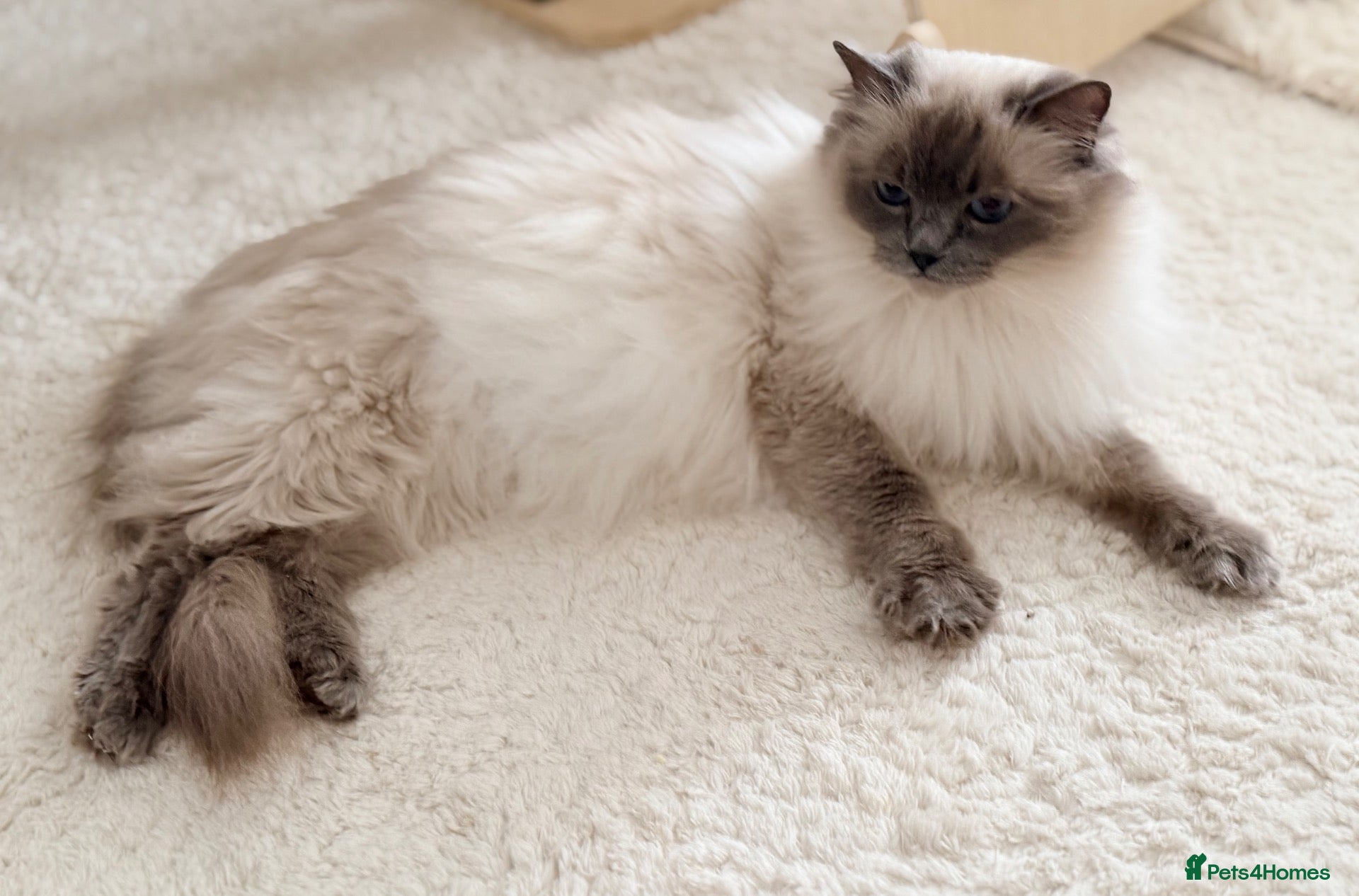 Ragdoll cats for sale: Beautiful kittens from Champion lines TICA  - Advert 2