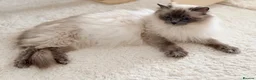Ragdoll cats for sale: Beautiful kittens from Champion lines TICA  - Advert 2