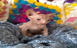 Sphynx cats for sale: Sphynx kittens full of love to give - Image 7