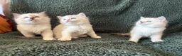 Ragdoll cats for sale: Cute and friendly fluffy Ragdoll kittens - Advert 3