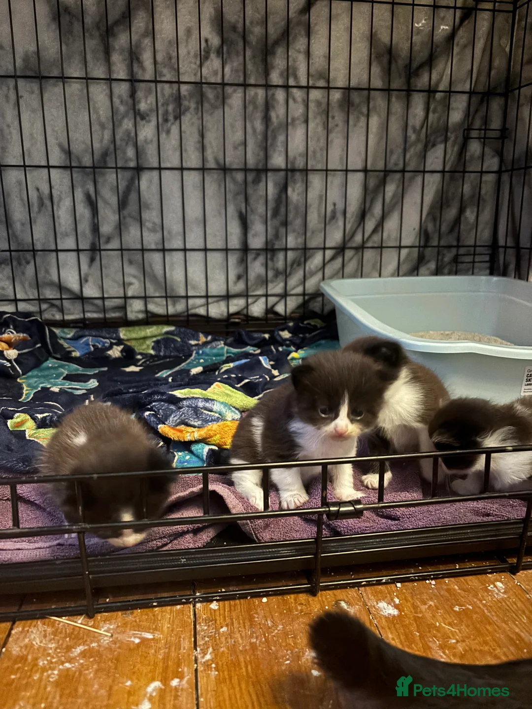 Domestic Shorthair cats for sale: 4 Tuxedo Kittens - Advert 3