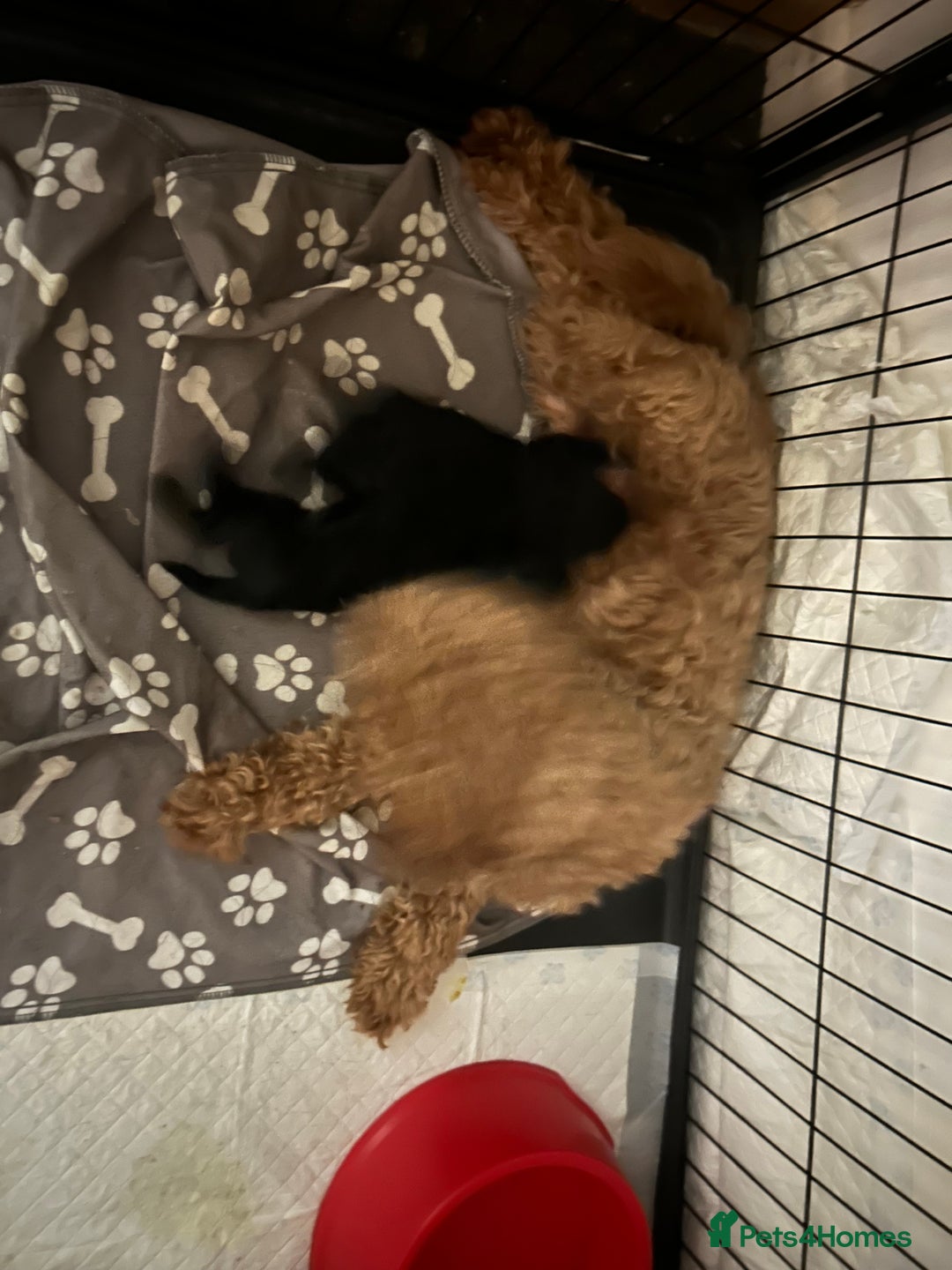 Cavapoo dogs for sale: F1b Cavapoos  - Advert 7
