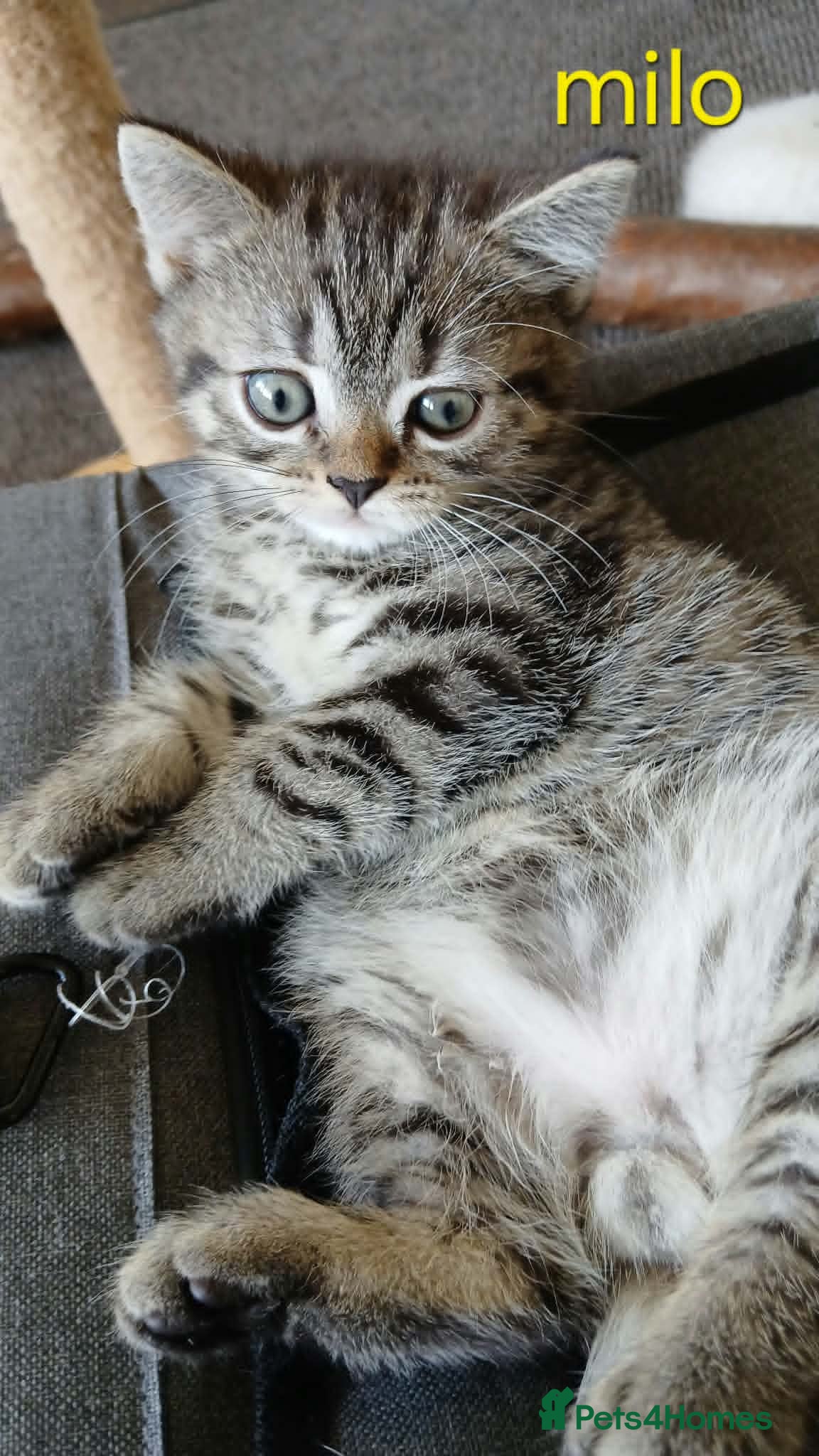 British Shorthair cats Bsh X Scotish straight kittens.  - Advert 18