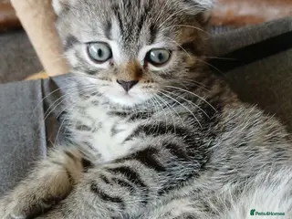 British Shorthair cats Bsh X Scotish straight kittens. - Advert 3