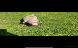Miniature Dachshund dogs for sale: ❤️❤️Miniature dachshund ❤️❤️ - Image 2