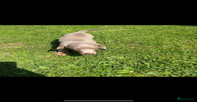 Miniature Dachshund dogs - Advert 5