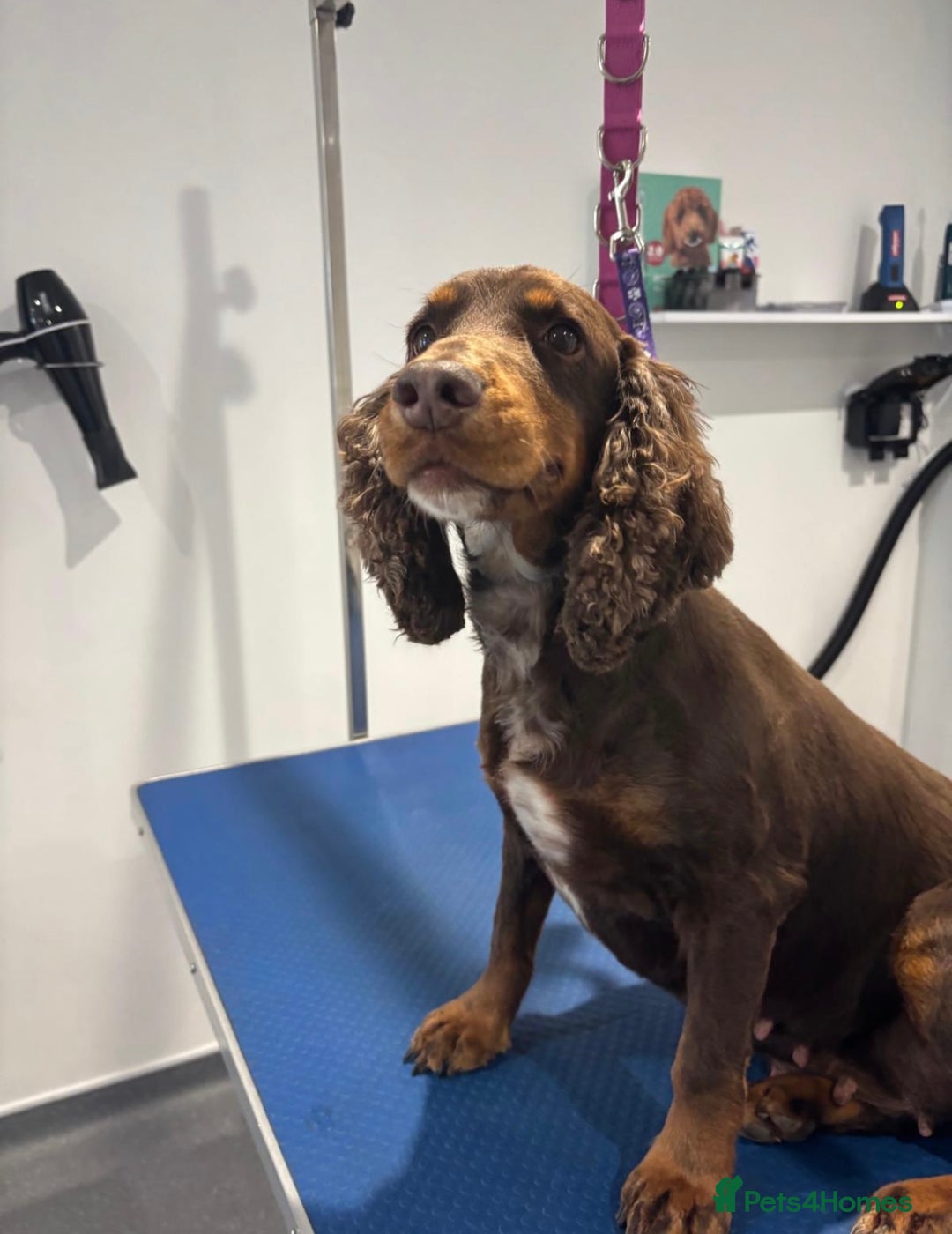 Cocker Spaniel dogs for sale: Cocker Spaniel  - Advert 4