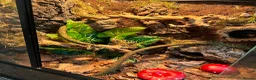 Frog reptiles for sale: X4 White Tree Frogs + 3ft Terrarium Full Setup - Advert 6