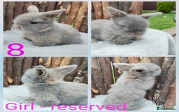 Mini Lop rabbits for sale: Mini lop and mini lop lion head   - Image 16
