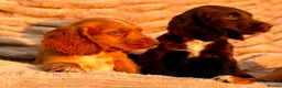 Cocker Spaniel dogs for sale: READY TO LEAVE! TOP KC WORKING COCKER PUPPIES in Ashbourne - Advert 5