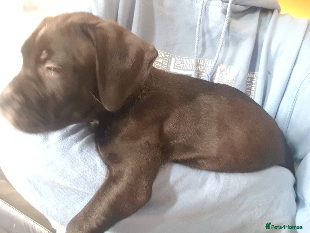 Mixed Breed dogs for sale: 5 cane corso mix puppies - Image 5
