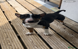 Miniature Bull terrier dogs for sale: Miniature bull terrier  - Image 5