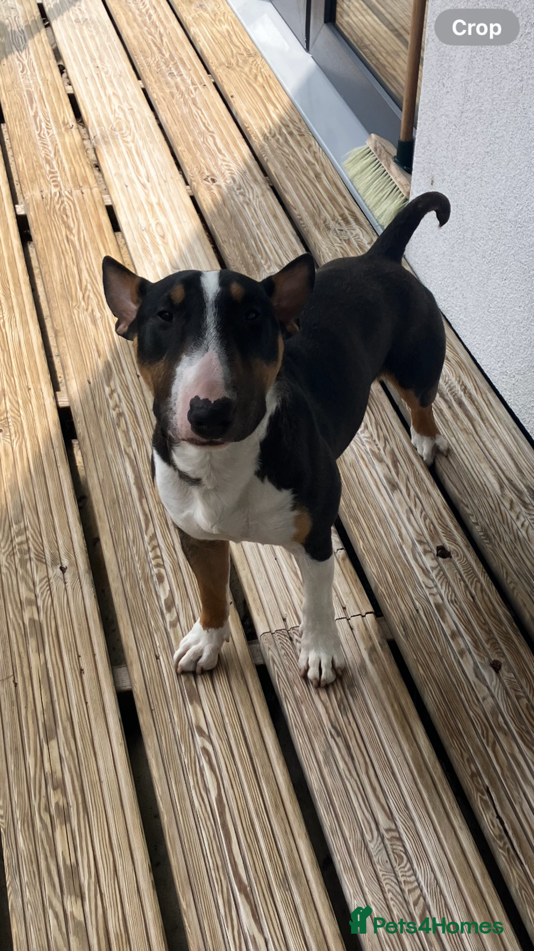Miniature Bull terrier dogs for sale: Miniature bull terrier  - Image 5