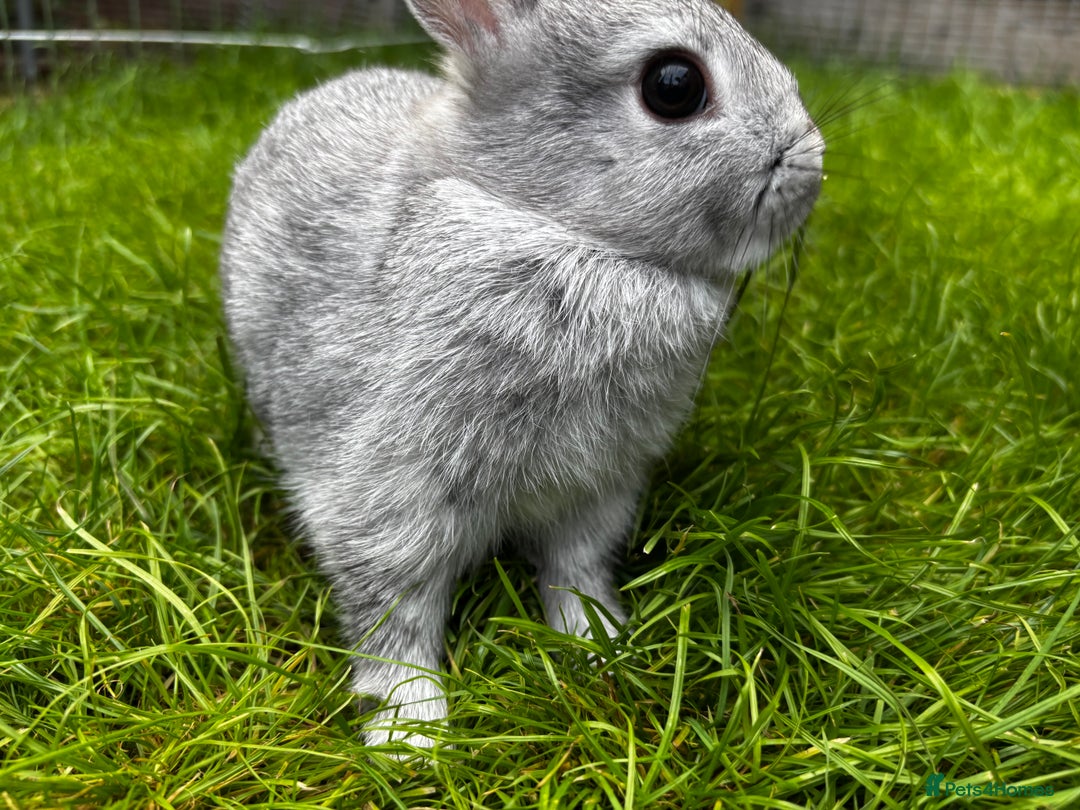 Netherland Dwarf rabbits for sale: Pure neverland dwarfs  - Image 2