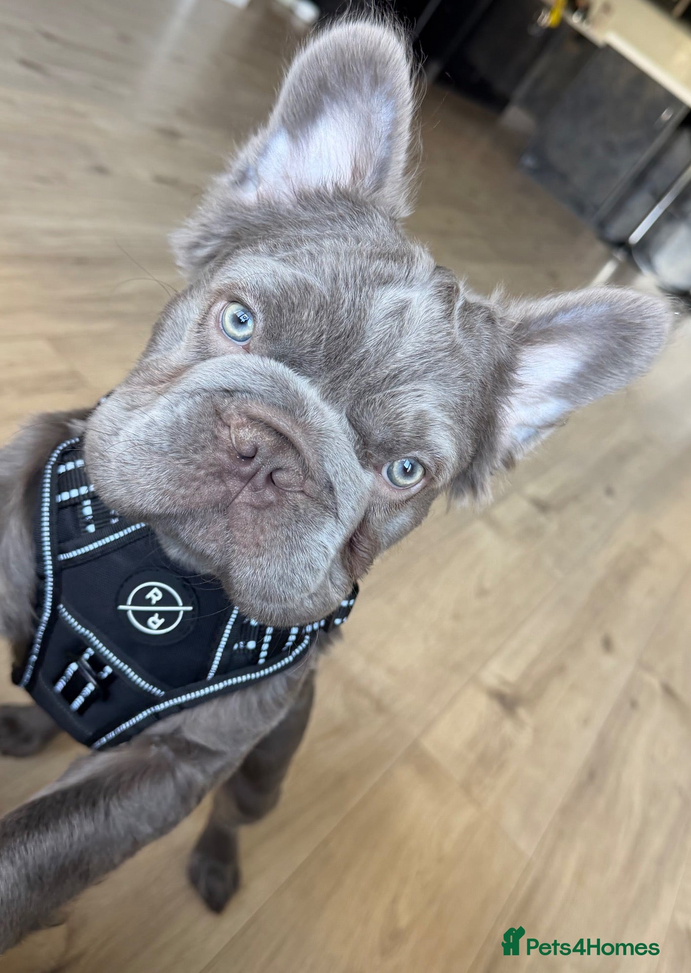 French Bulldog dogs Rehome of beloved Rocco - Advert 1