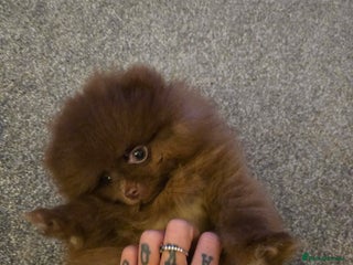 Pomeranian dogs One xs Solid chocolate female pomeranian for sale - Advert 1