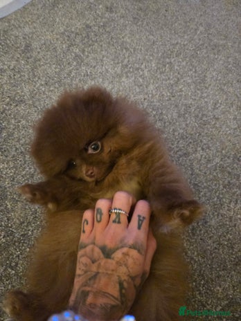 Pomeranian dogs One xs Solid chocolate female pomeranian for sale - Advert 16