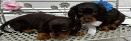 Dachshund dogs for sale: LONG-HAIRED DACHSHUND PUPPIES READY TO LEAVE in Manchester - Advert 7