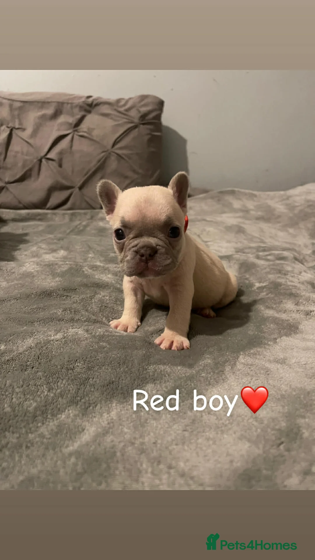 French Bulldog dogs for sale: French bulldogs puppies  - Advert 6
