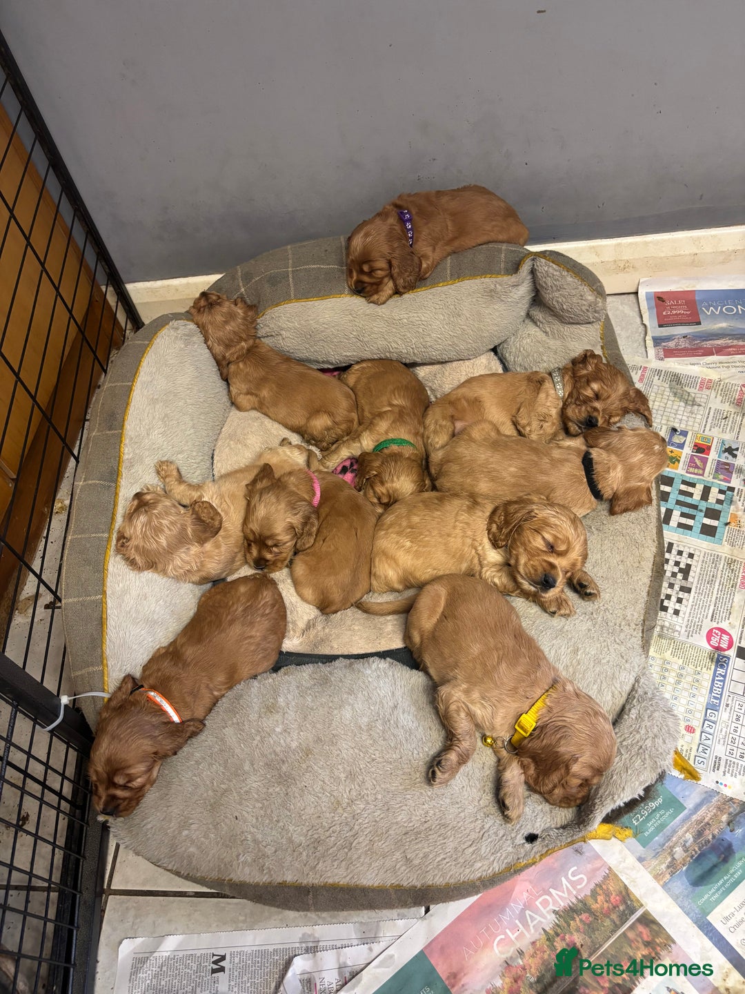 Cocker Spaniel dogs for sale: Outstanding KC Show Cocker Spaniels - Image 7