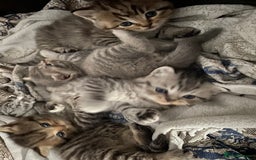 British Shorthair cats for sale: X4 beautiful British short haired kittens - Image 5