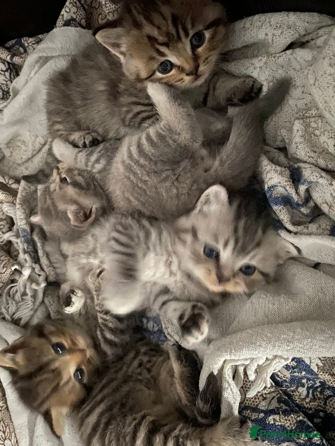 British Shorthair cats for sale: X4 beautiful British short haired kittens - Image 5
