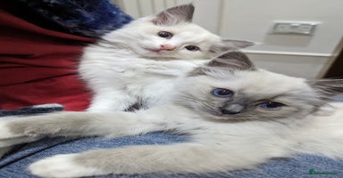 Ragdoll cats - Advert 2