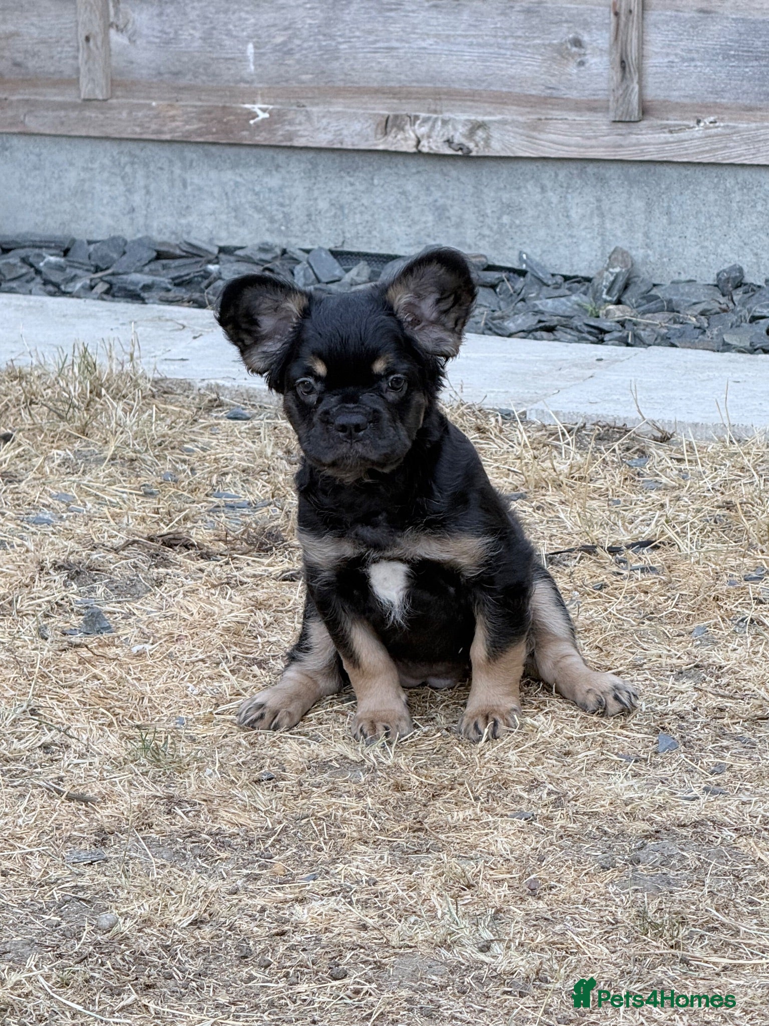 French Bulldog dogs Reduced! Ready now, 2 visual fluffy Girls left!  - Advert 2