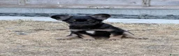 French Bulldog dogs for sale: Price drop! Ready now 2 visual fluffy Girls left!  - Advert 1