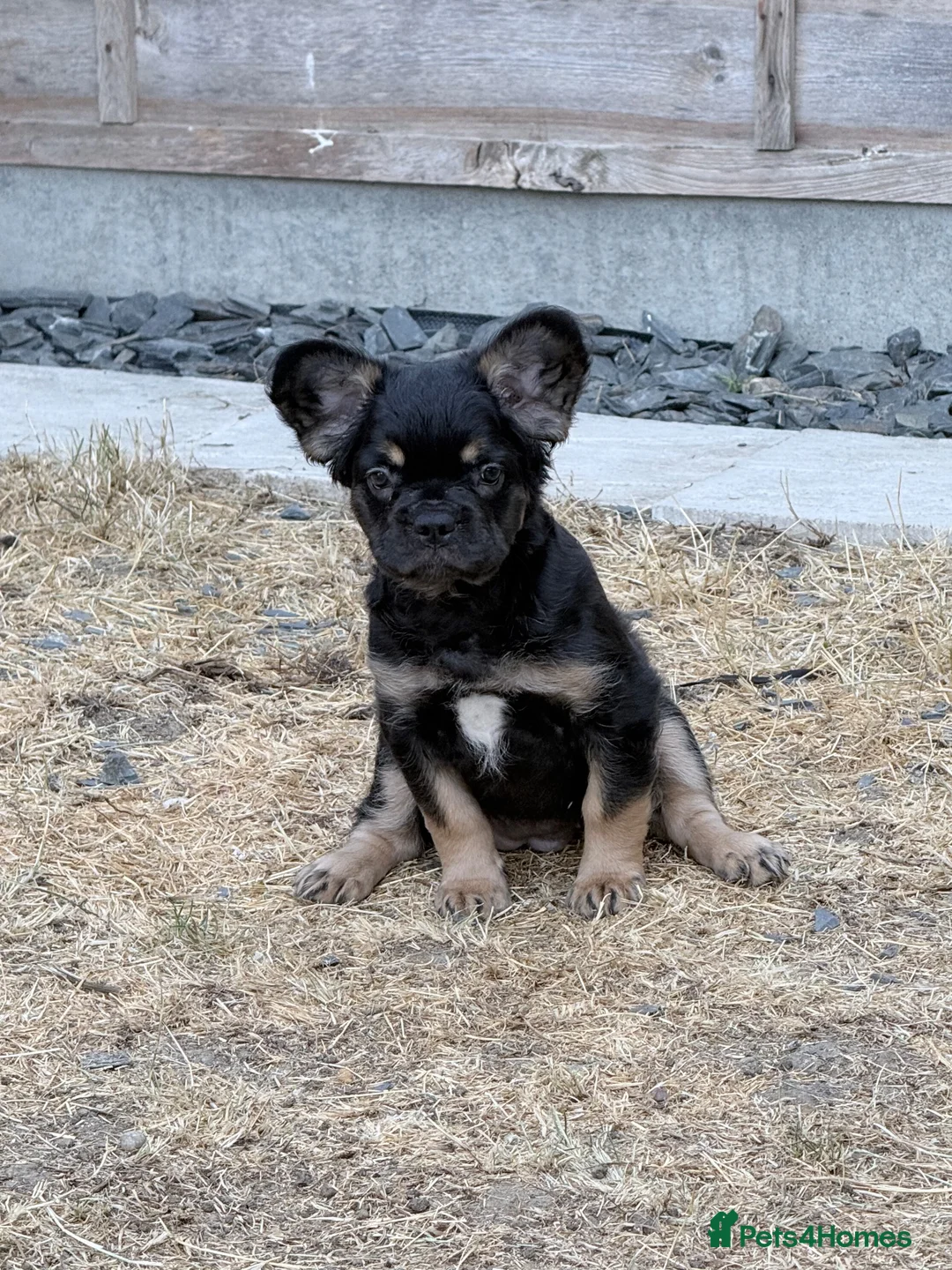 French Bulldog dogs for sale: Price drop! Ready now 2 visual fluffy Girls left!  - Advert 1