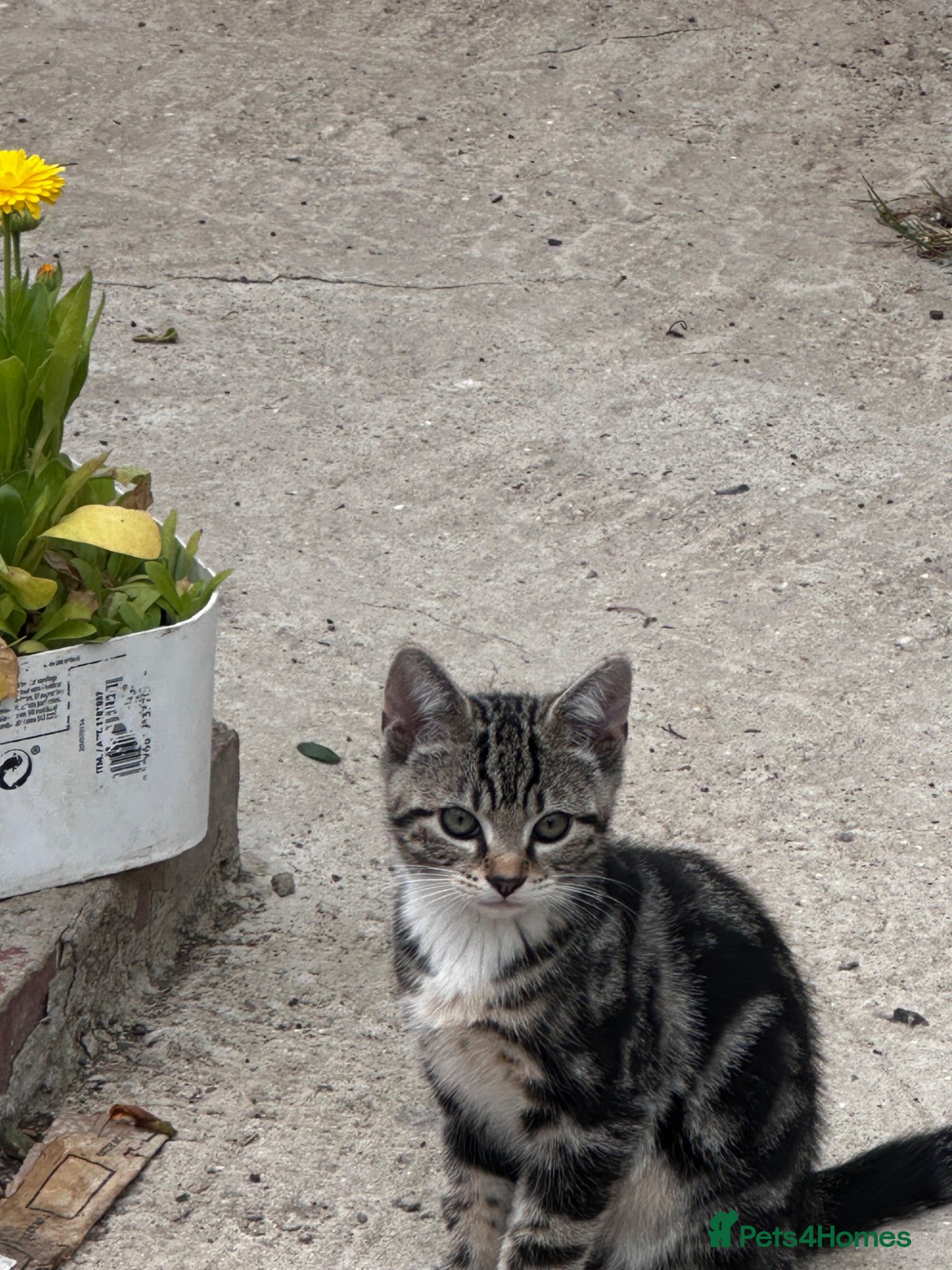 Mixed Breed cats Tabby kitten boy  - Advert 3