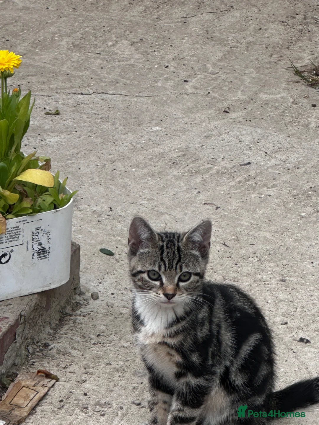 Mixed Breed cats for sale: Tabby kitten boy  - Advert 1