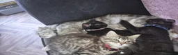 Mixed Breed cats for sale: 1 Black kitten left Girl - Advert 12