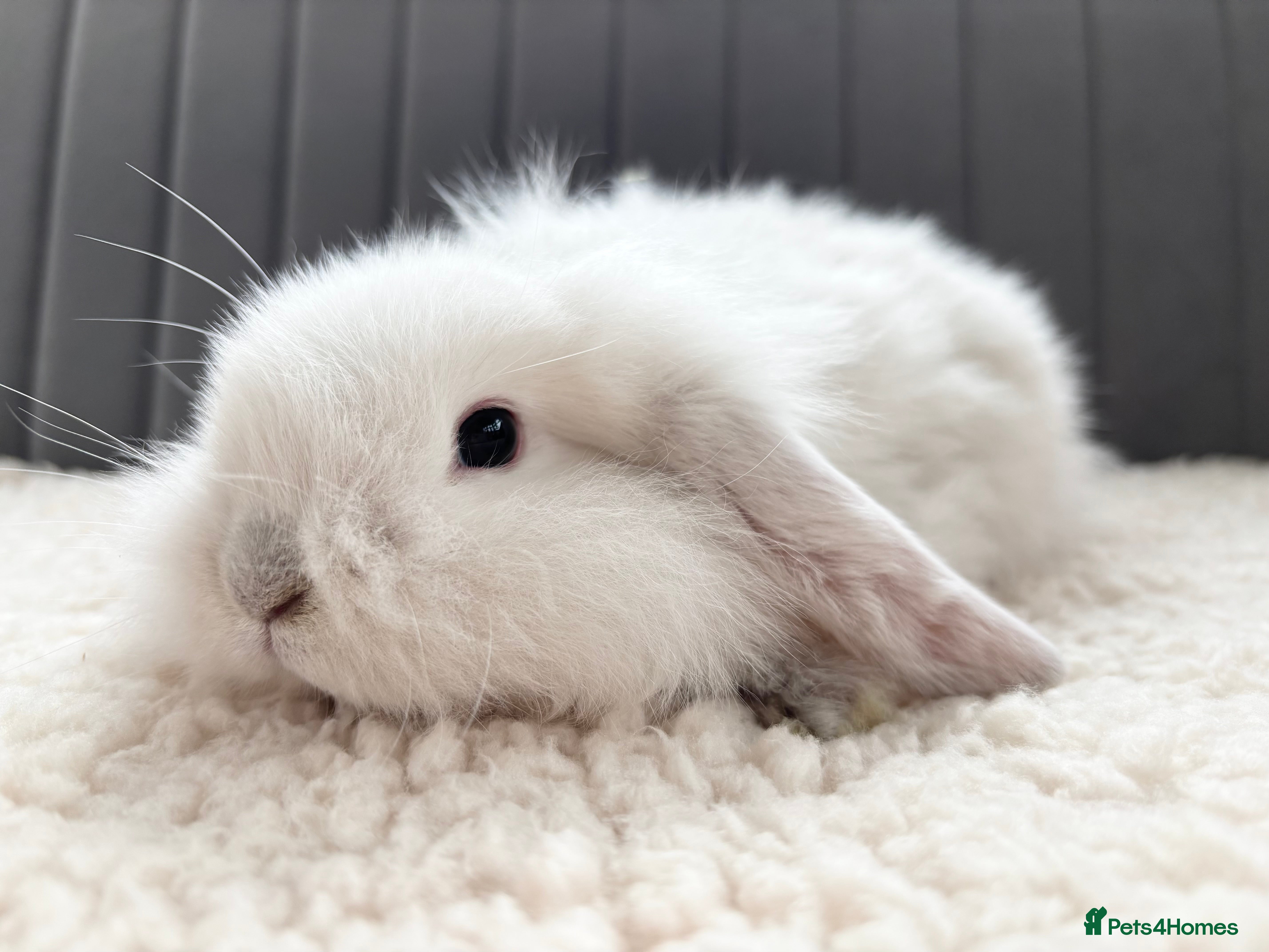 Mixed Breed rabbits Beautiful Fluffy Baby Rabbits  - Advert 8