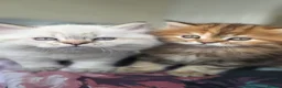 Mixed Breed cats for sale: Ragdoll mix British shorthair  - Advert 14