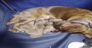 Cocker Spaniel dogs - Advert 4