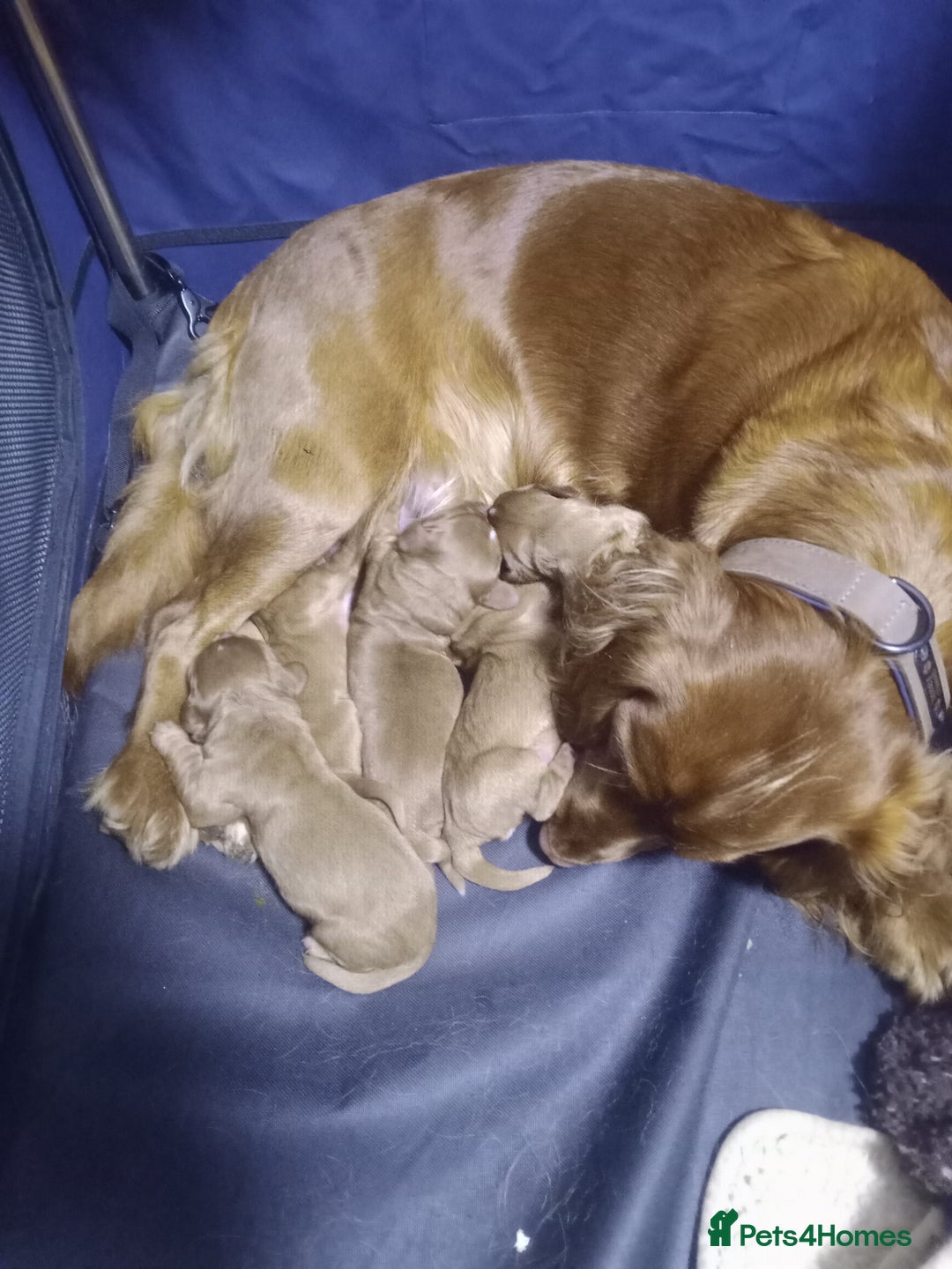 Cocker Spaniel dogs for sale: Working cocker spaniel pups - Image 2