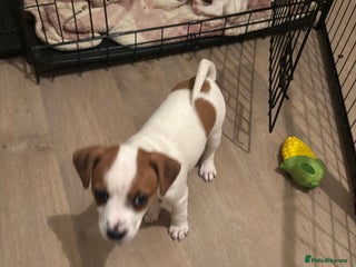 Jack Russell dogs Healthy Jack Russels 1 boy🩵 1 girl🩷 left!! - Advert 4
