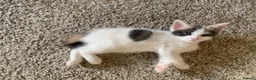 Mixed Breed cats for sale: Meet the Purr-fect Trio: Kurilian Bobtail Mixes - Advert 16