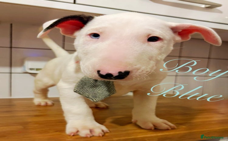English Bull Terrier dogs ⭐️Champion KC Bull Terrier Puppies⭐️ – Ready Now - Advert 1