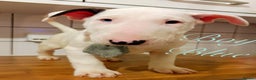 English Bull Terrier dogs for sale: ⭐️Ready Now ⭐️KC Champion EBT Pups ⭐️ - Advert 2