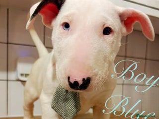 English Bull Terrier dogs ⭐️Champion KC Bull Terrier Puppies⭐️ – Ready Now - Advert 7
