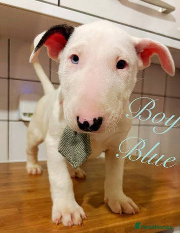 English Bull Terrier dogs ⭐️Champion KC Bull Terrier Puppies⭐️ – Ready Now - Advert 1